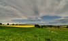 Rape field - HDR: The picture is in HDR derived from 3 pictures