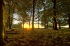 Las zachód słońca - HDR: 