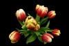 Fisheye Tulipany: 