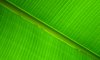 Banana leaf: Leaf from a banana palm. Backlit.