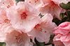 Roze Rododendron: 