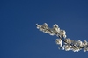 Cherry plum blossom: A branch of cherry plum flowers against deep blue sky