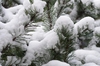 Pine with snow: Branches and neddles of a pine with snow