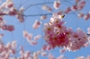 Cherry Blossom: Cherry threes in blossom