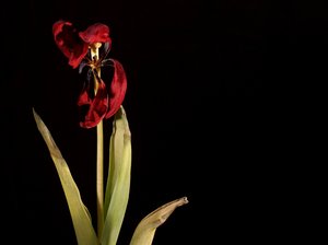 Withered tulip: Withered tulip with black background
