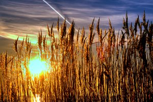 Lyme Grass w zachód słońca - HDR: 