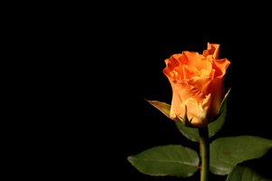 Orange roses: Orange rose and roses with black background