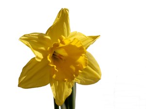 Daffodil isolated: Daffodil isolated on white background