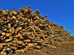 Trunks - HDR: Large pile of timber