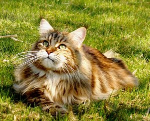 Maine Coon 3: 