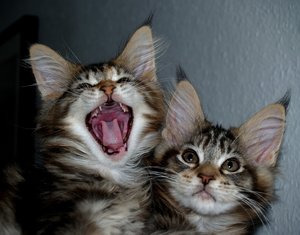 Kittens 2: Maine Coon kittens