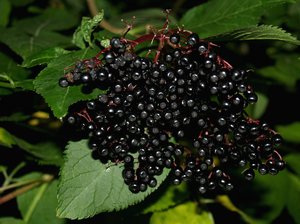 Elderberry: No description