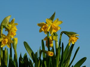 Daffodil in blue: Daffodils against a blue spring sky. Lens lens used is Jupiter 11A.