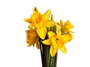 A bunch of daffodils: A bunch of daffodils isolated with white background