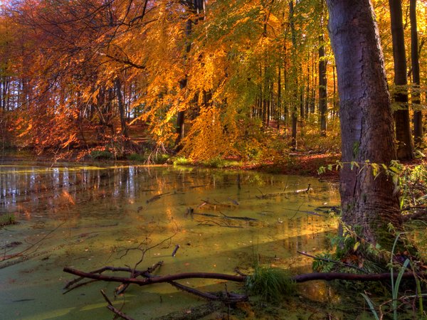 Forest lake - HDR: 