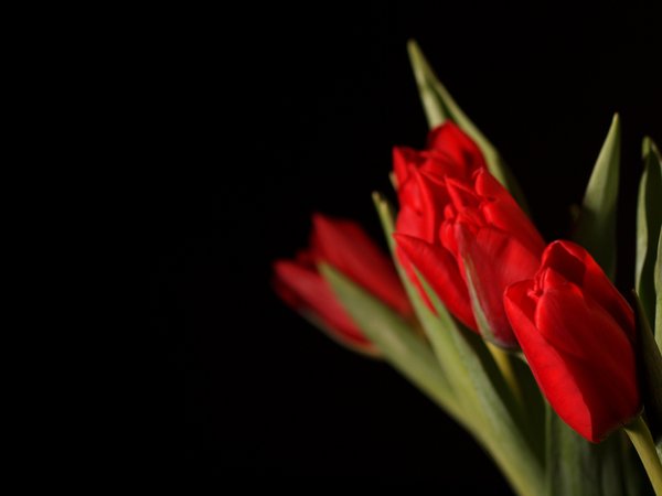 Red tulips: 