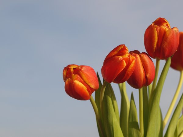 Tulips: A bunch of tulips agains a hazy light blue sky