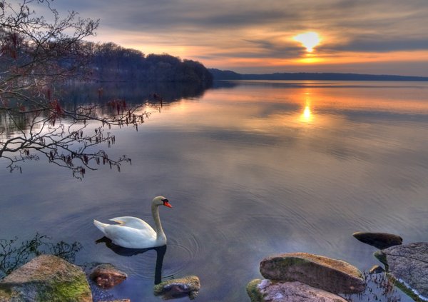Swan in Sunset - HDR: 