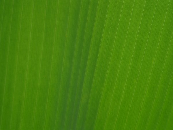 Texture: Banana leaf: No description
