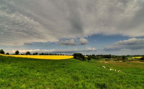 Rape field - HDR: The picture is in HDR derived from 3 pictures