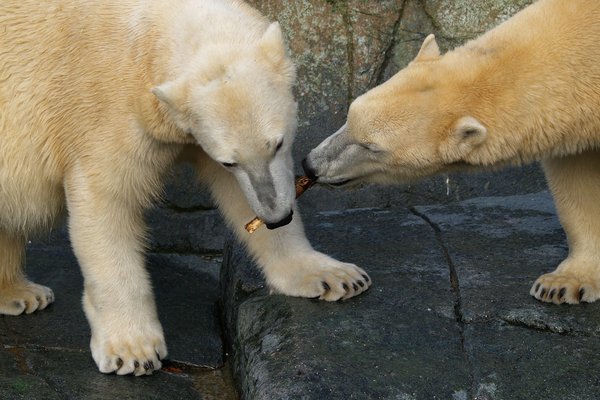 Polar bears: Two polar bears playing
