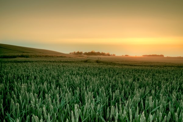 Morning wheat - HDR: A field with wheat in very early morning light. The picture is HDR using nine images.