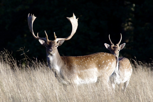 Deers: Two Deers standing in high grass