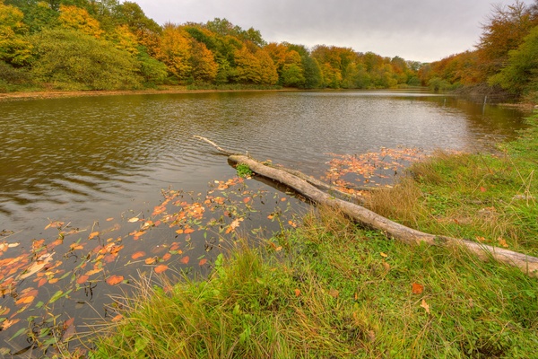 Autumn lake - HDR: Small lake with autumn colored trees in the background and an old log in the front. The image is HDR.