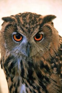 Eagle Owl: no description