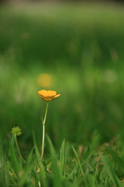 Buttercup: Flower in Grass