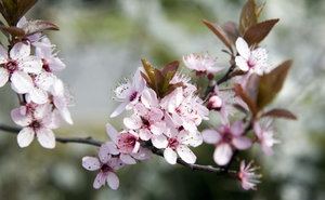 Frühlingsblumengestecke: 