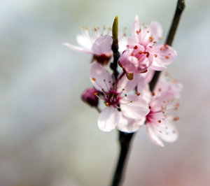 spring flowes: white and pink spring flowers apple tree
