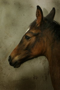 foal: foal in stable