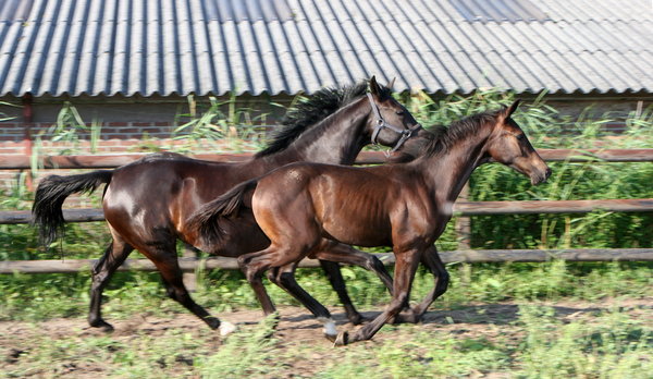 running horses: horses running on the adock