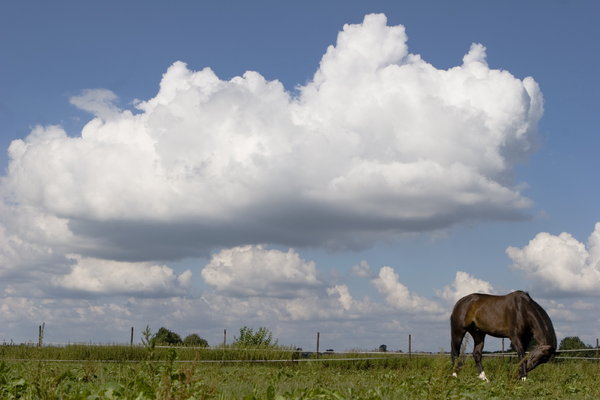 landscape: landscape with clouds and horse