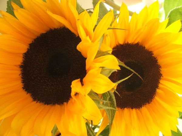 Sunflowers: 2 x sunflowers in bloom