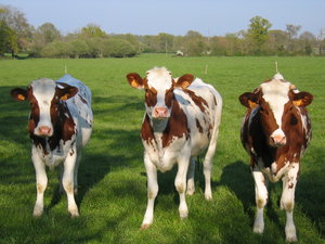 Cows: Cows