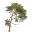 Scots Pine: 