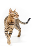 Bengal Cat attentive looking: Bengal Cat walking towards Viewer, attentive looking, on white Background