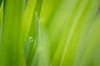 Spring Leaves & Water Drop: Macro of wonderful fresh green Leaves of a Daylily, with a tiny little Waterdrop