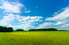 Green Meadows - blue Sky: Summer Landscape - green Meadows with Groups of Trees, blue Sky with white Clouds