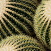 Echinocactus grusonii: Echinocactus grusonii - Close Up of three