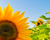 Sunflowers: Sunflowers - Close Up