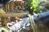 Gato de Bengal que joga com água: 