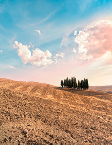 Group of Cypress Trees on Hill: Tuscany´s famous Group of Cypress Trees in Fields on Rolling Hills, bright Sunlight near Sunset