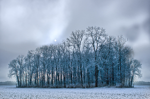 Foggy Winter Landscape: 
