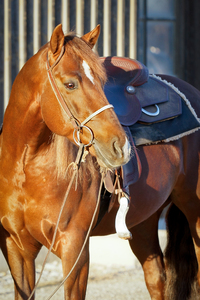 Quarter Horse bereit zu gehen: 