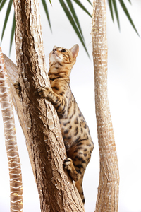Bengal Cat climbing on Tree: Bengal Cat climbing on Trunk of a Yucca Tree