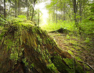 tronco de un árbol podrido en naturales: 