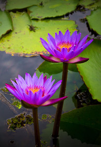 Waterlily - blue Lotus: 